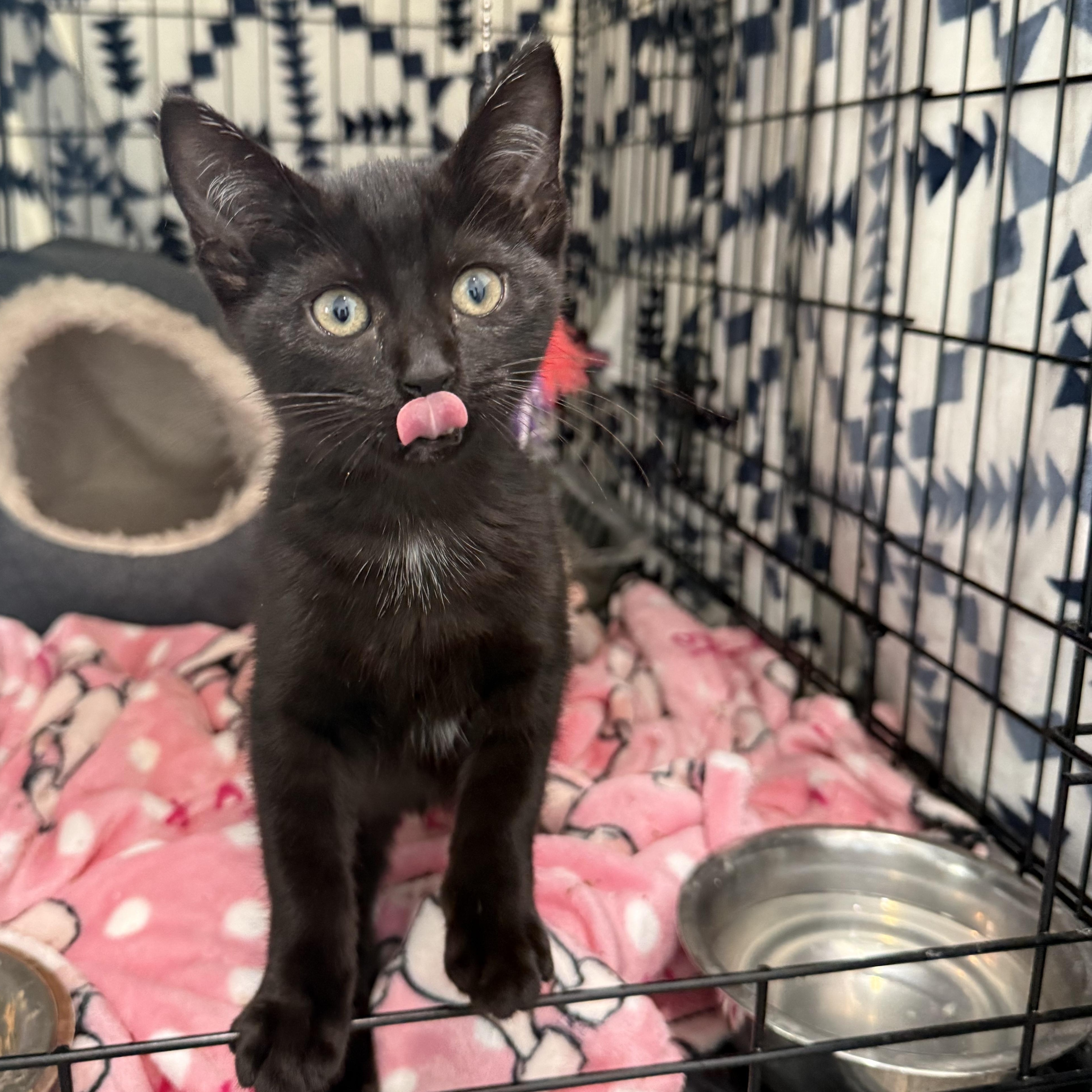 Enlarge Cinder, an adopted Bombay in Carrollton, TX image 2/3