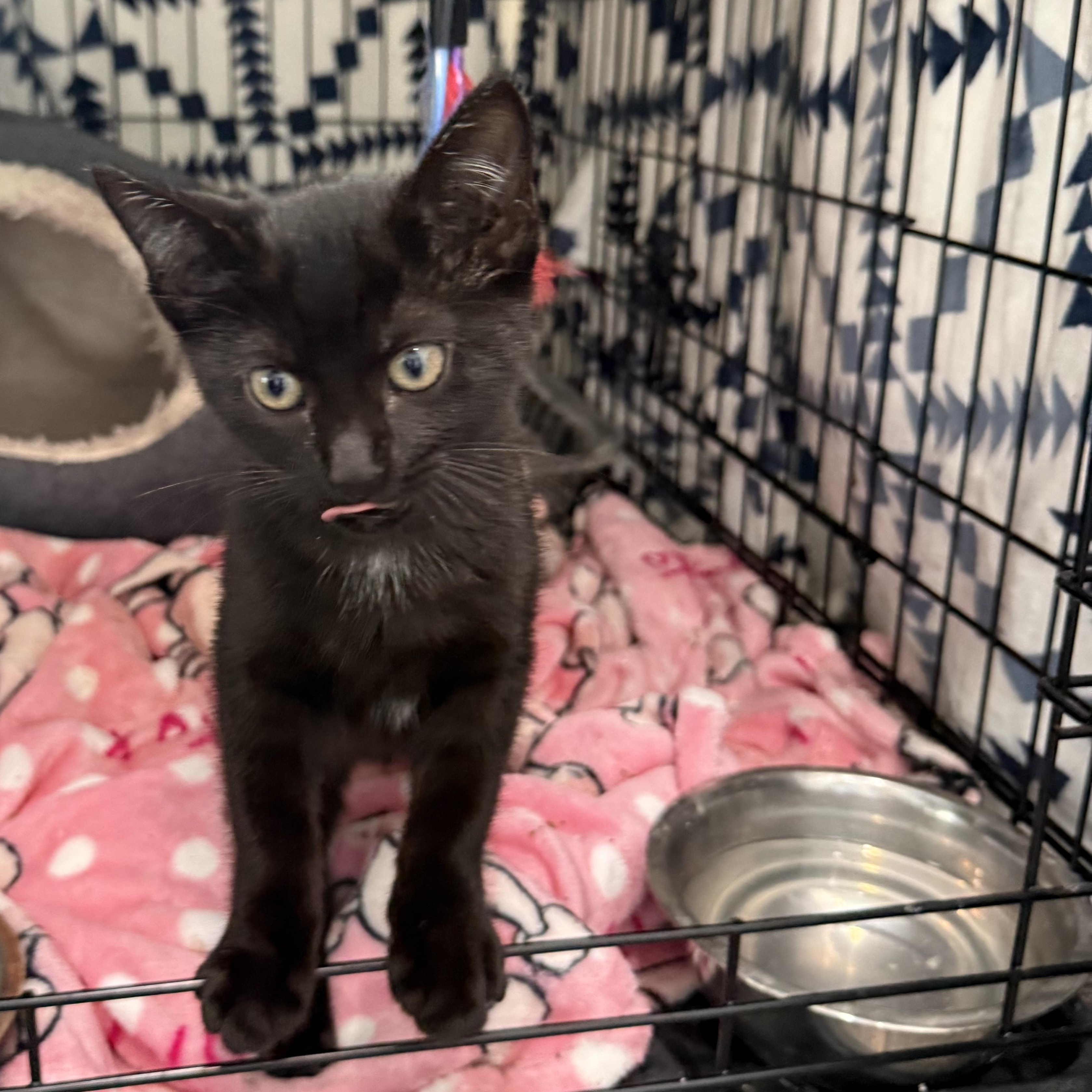 Enlarge Cinder, an adopted Bombay in Carrollton, TX image 3/3