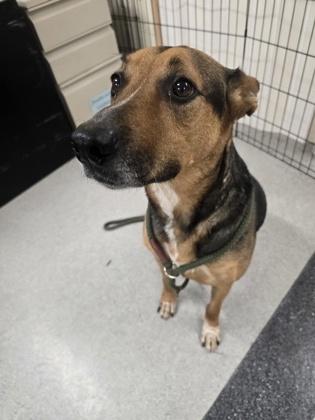 Minnie, a Adoptable mixed breed in Roseville, CA image 1/2