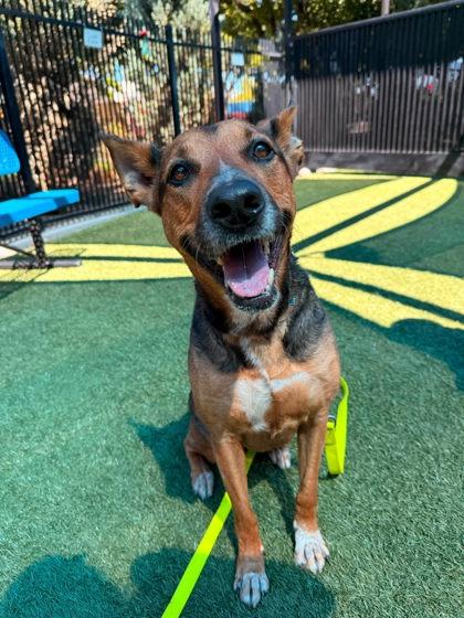 Minnie, a Adoptable mixed breed in Roseville, CA image 2/2