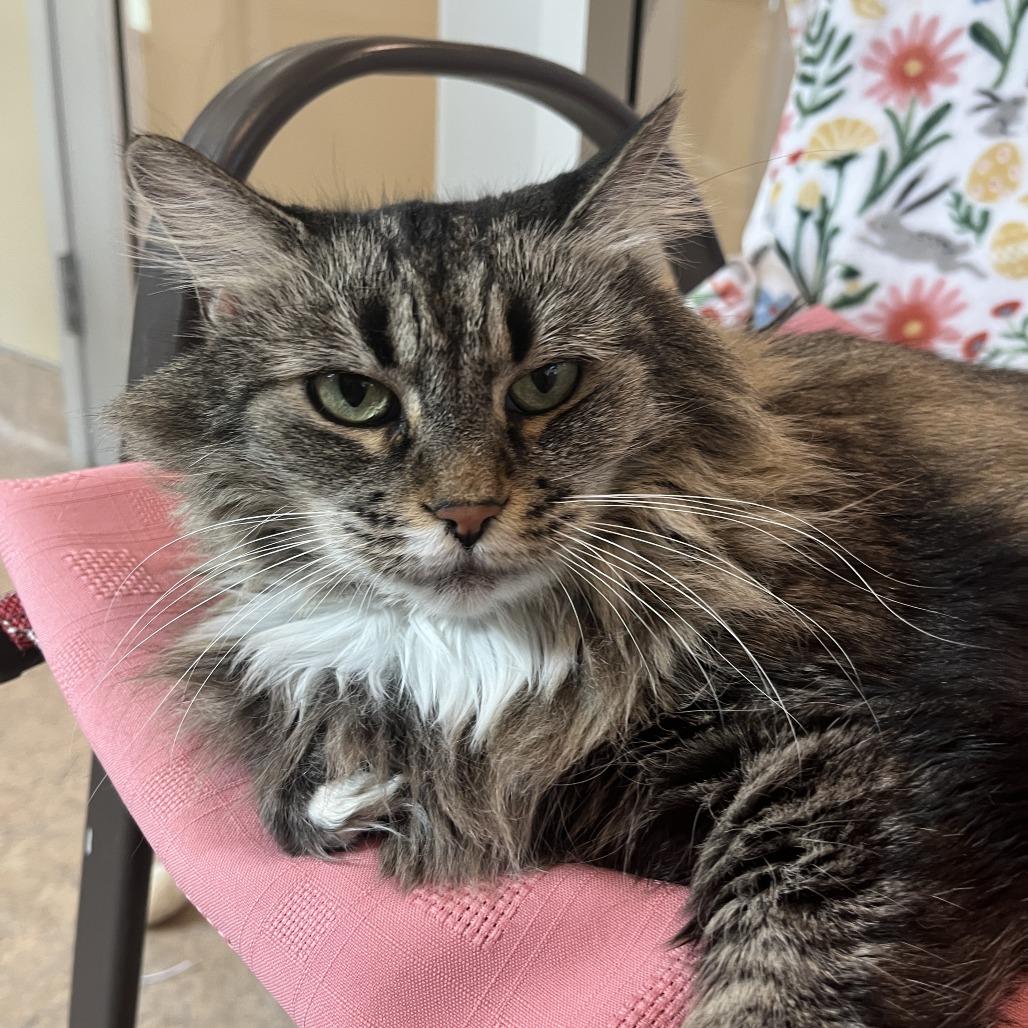 Missy Lou, Adoptable, Senior Female Domestic Long Hair.