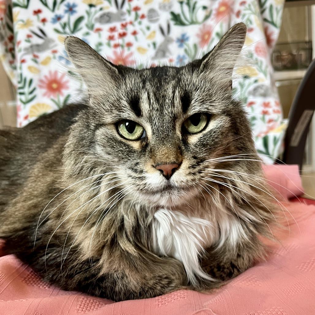 Enlarge Missy Lou, a Adoptable Domestic Long Hair in Temecula, CA image 2/3