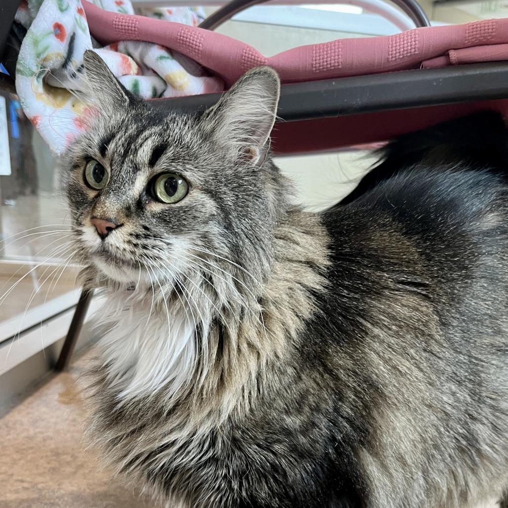 Enlarge Missy Lou, a Adoptable Domestic Long Hair in Temecula, CA image 3/3