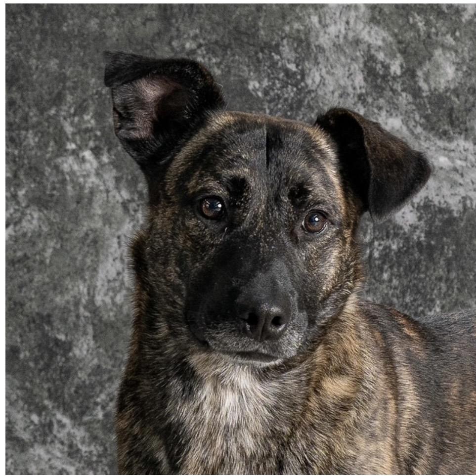 Jasper, a Adoptable Mixed Breed in Newport, TN image 1/6