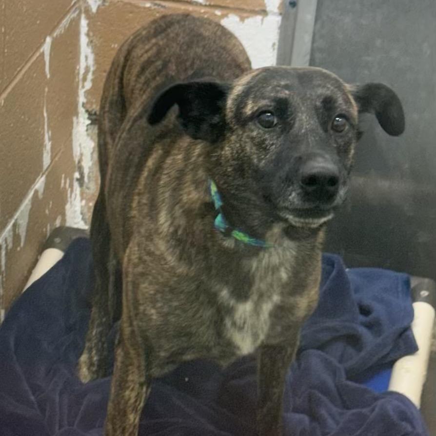 Jasper, a Adoptable Mixed Breed in Newport, TN image 2/6