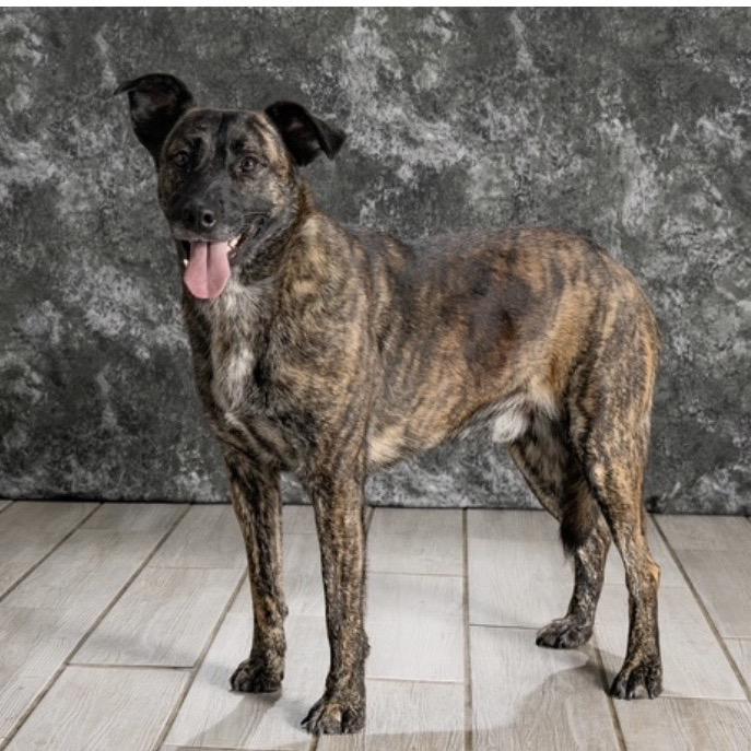 Jasper, a Adoptable Mixed Breed in Newport, TN image 3/6