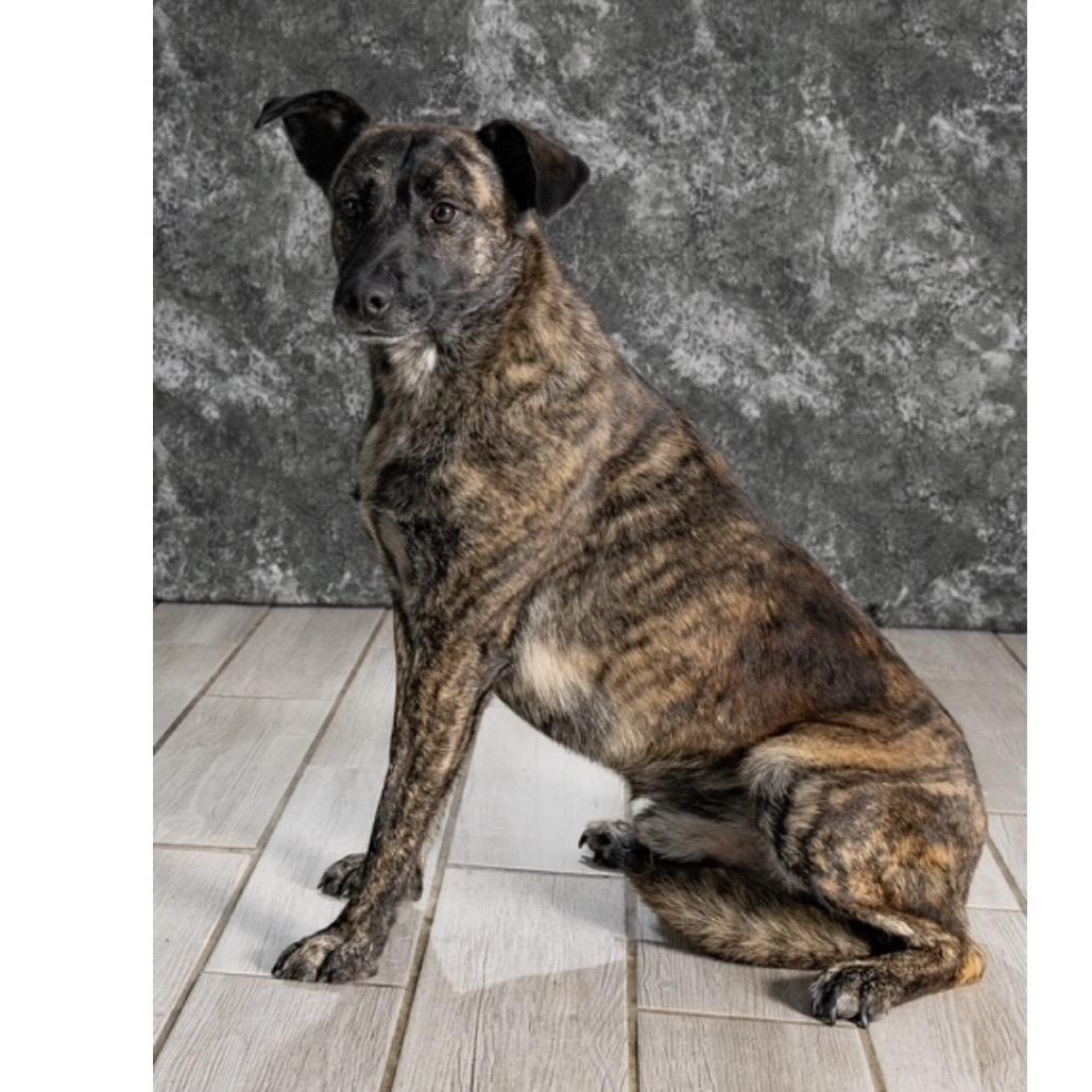 Jasper, a Adoptable Mixed Breed in Newport, TN image 4/6