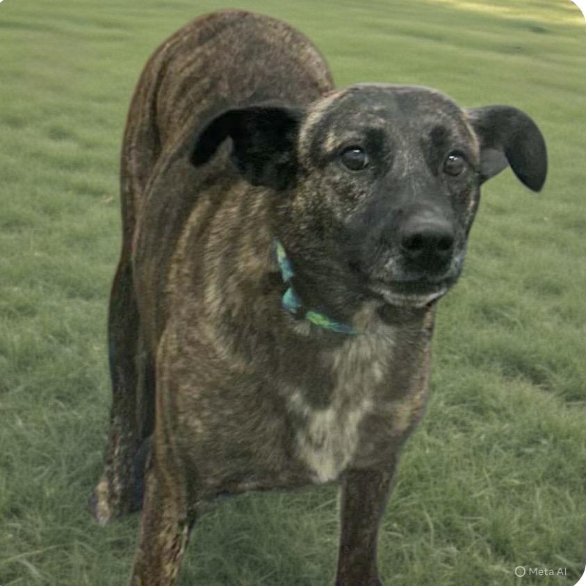 Jasper, Adoptable, Adult Male Mixed Breed.