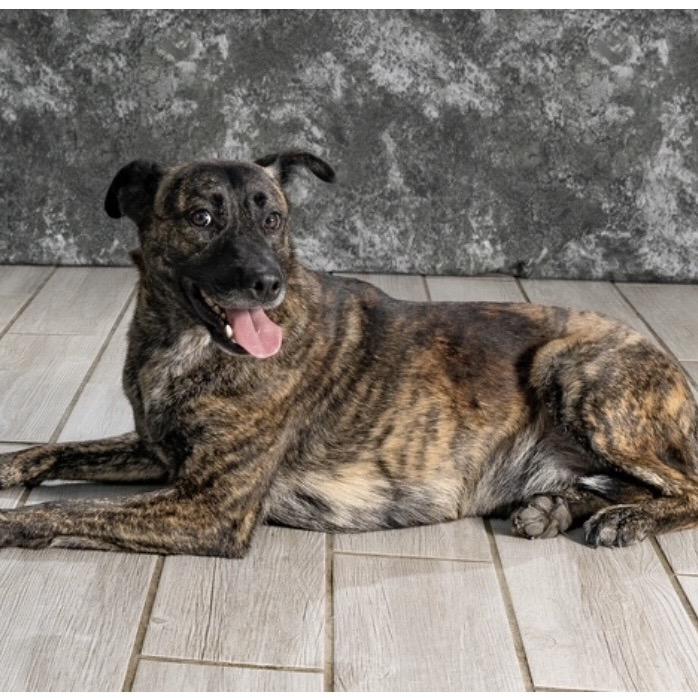 Jasper, a Adoptable Mixed Breed in Newport, TN image 6/6