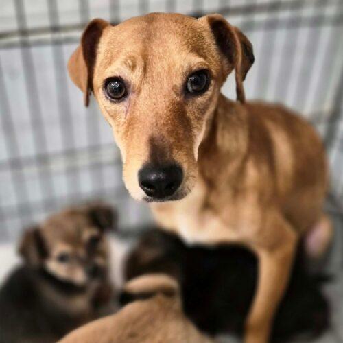 Shortcake, Adoptable, Adult Female Dachshund.