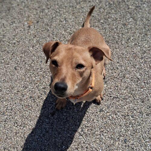 Enlarge Shortcake, a Adoptable Dachshund in new york, NY image 2/4