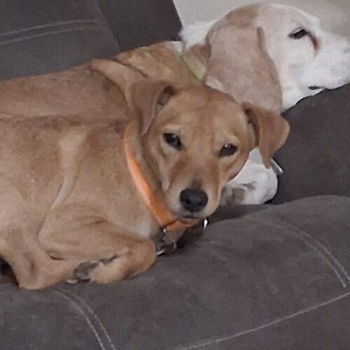 Enlarge Shortcake, a Adoptable Dachshund in new york, NY image 3/4