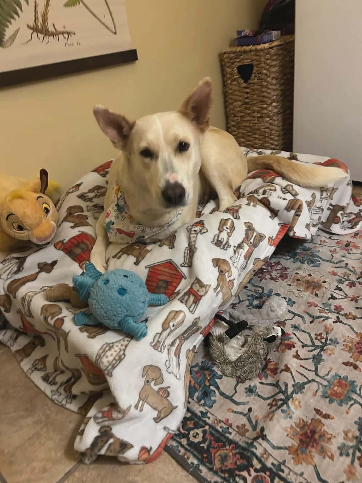 Enlarge Honey, a ADOPTABLE mixed breed in Blue Bell, PA image 1/4