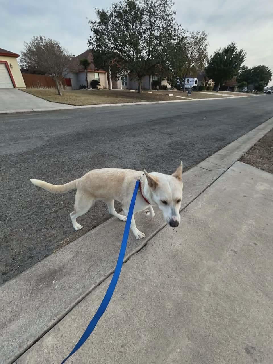 Enlarge Honey, a ADOPTABLE mixed breed in Blue Bell, PA image 4/4