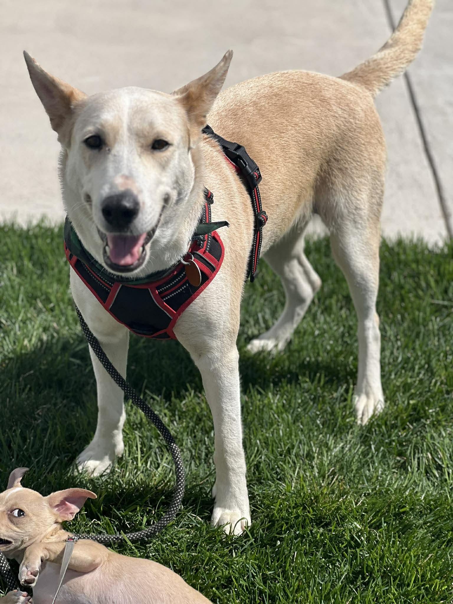 Honey the water-loving Shepherd!, ADOPTABLE, Adult Female Shepherd & Husky.