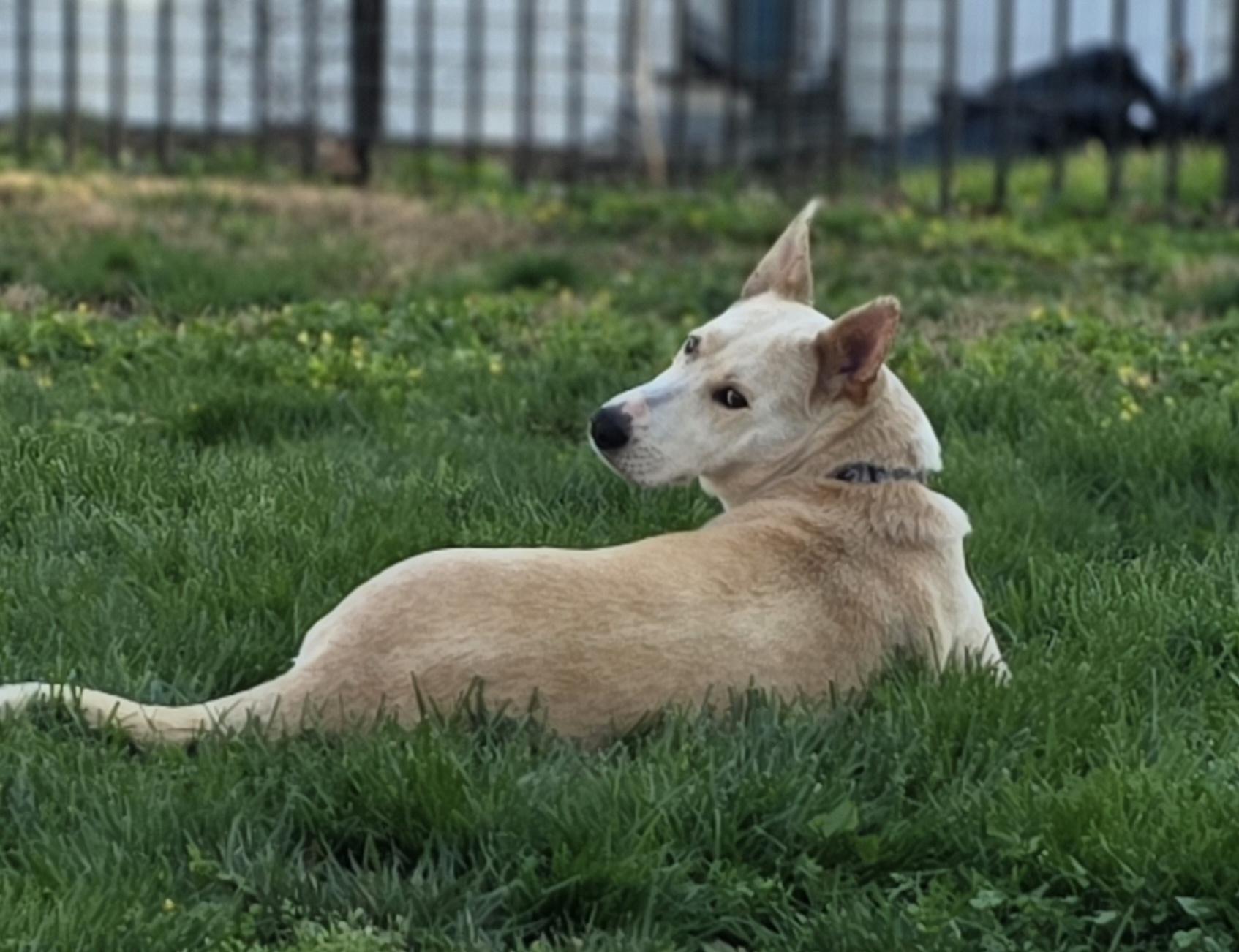 Enlarge Honey the water-loving Shepherd!, a ADOPTABLE mixed breed in Blue Bell, PA image 2/6