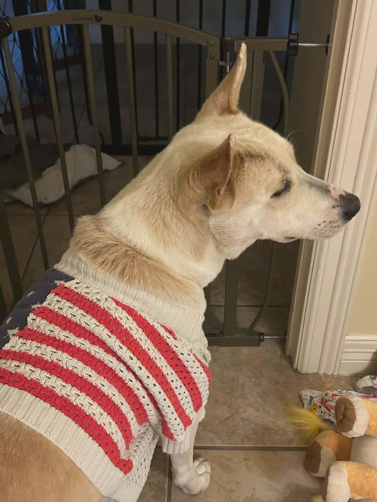 Enlarge Honey, a ADOPTABLE mixed breed in Blue Bell, PA image 3/4