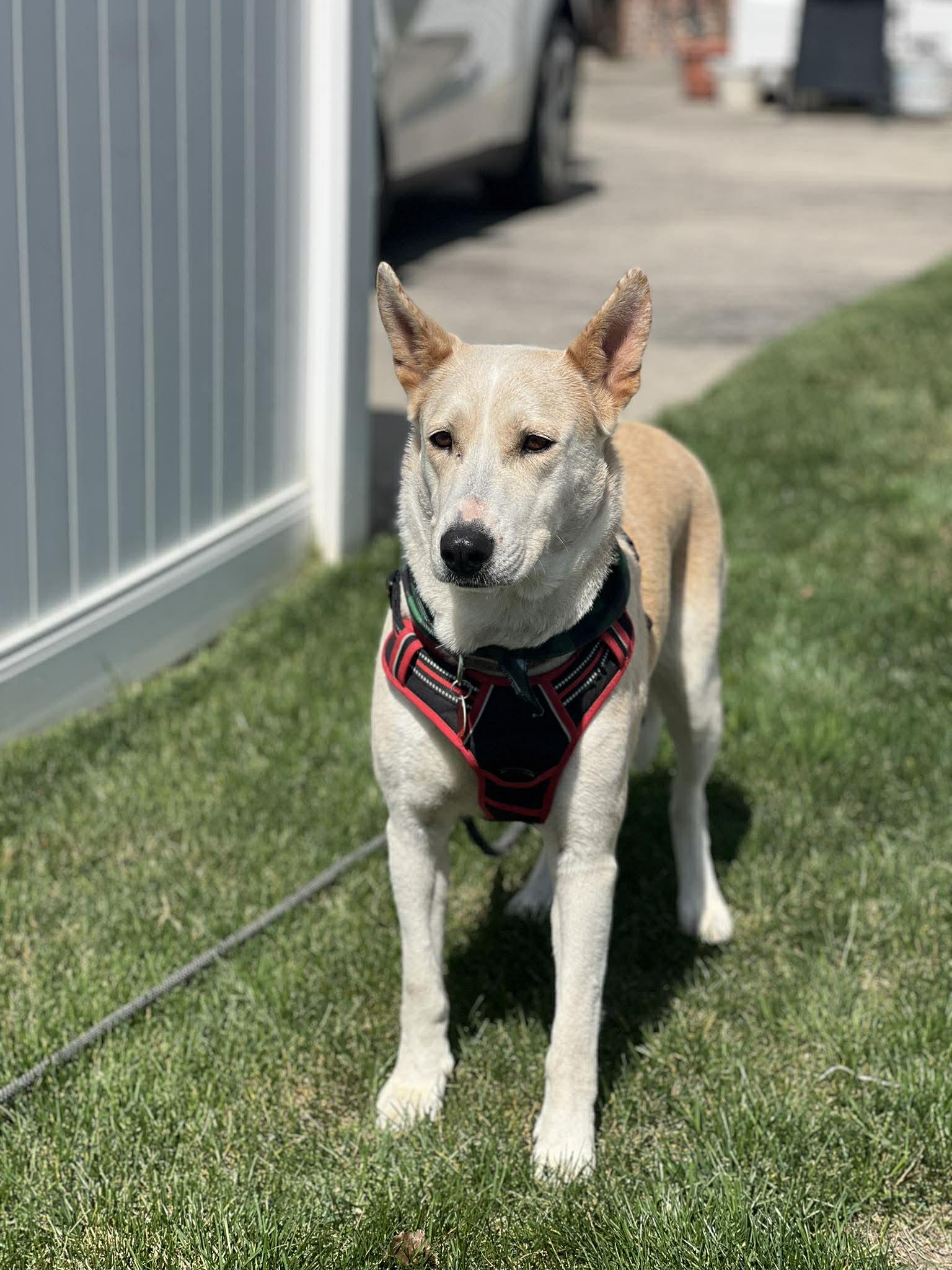 Enlarge Honey the water-loving Shepherd!, a ADOPTABLE mixed breed in Blue Bell, PA image 4/6
