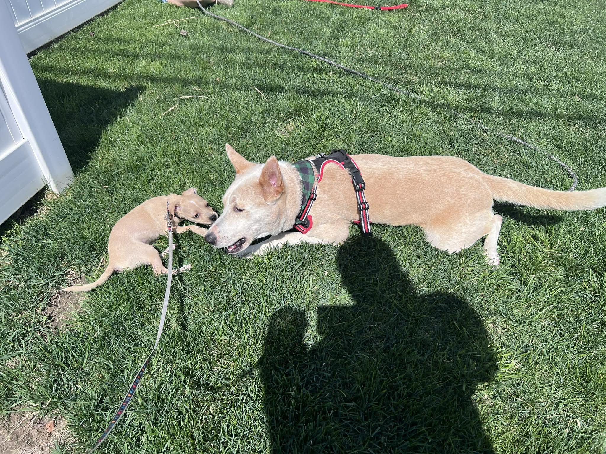 Enlarge Honey the water-loving Shepherd!, a ADOPTABLE mixed breed in Blue Bell, PA image 3/6