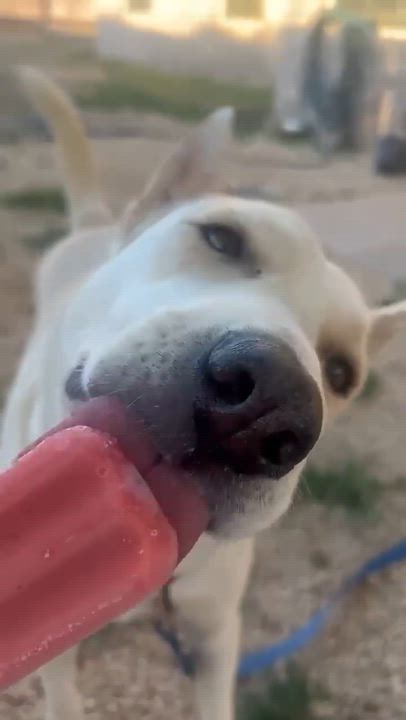 Enlarge Honey, a ADOPTABLE mixed breed in Blue Bell, PA video 2/4