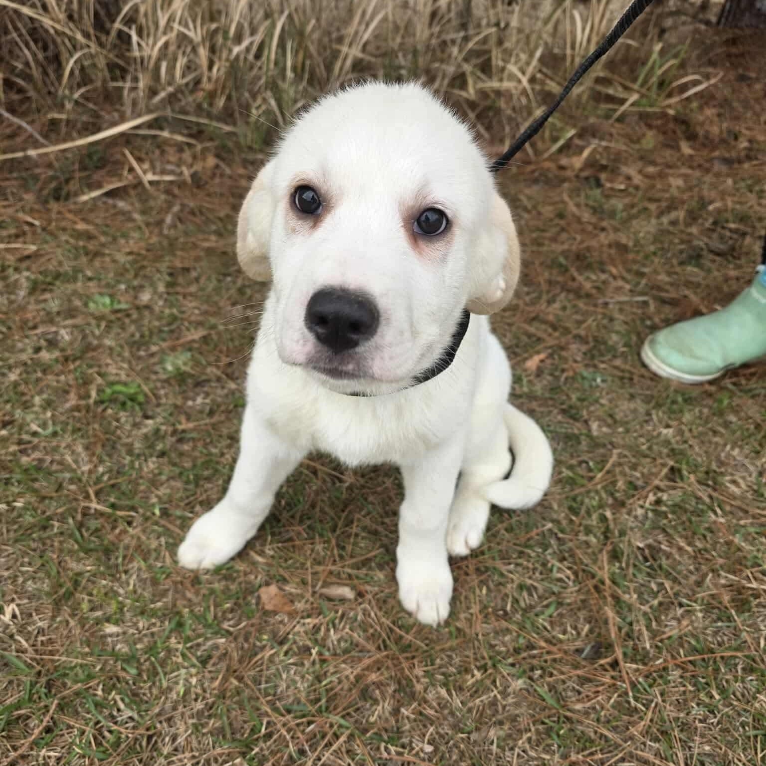 Amarillo, Adoptable, Puppy Female Great Pyrenees.