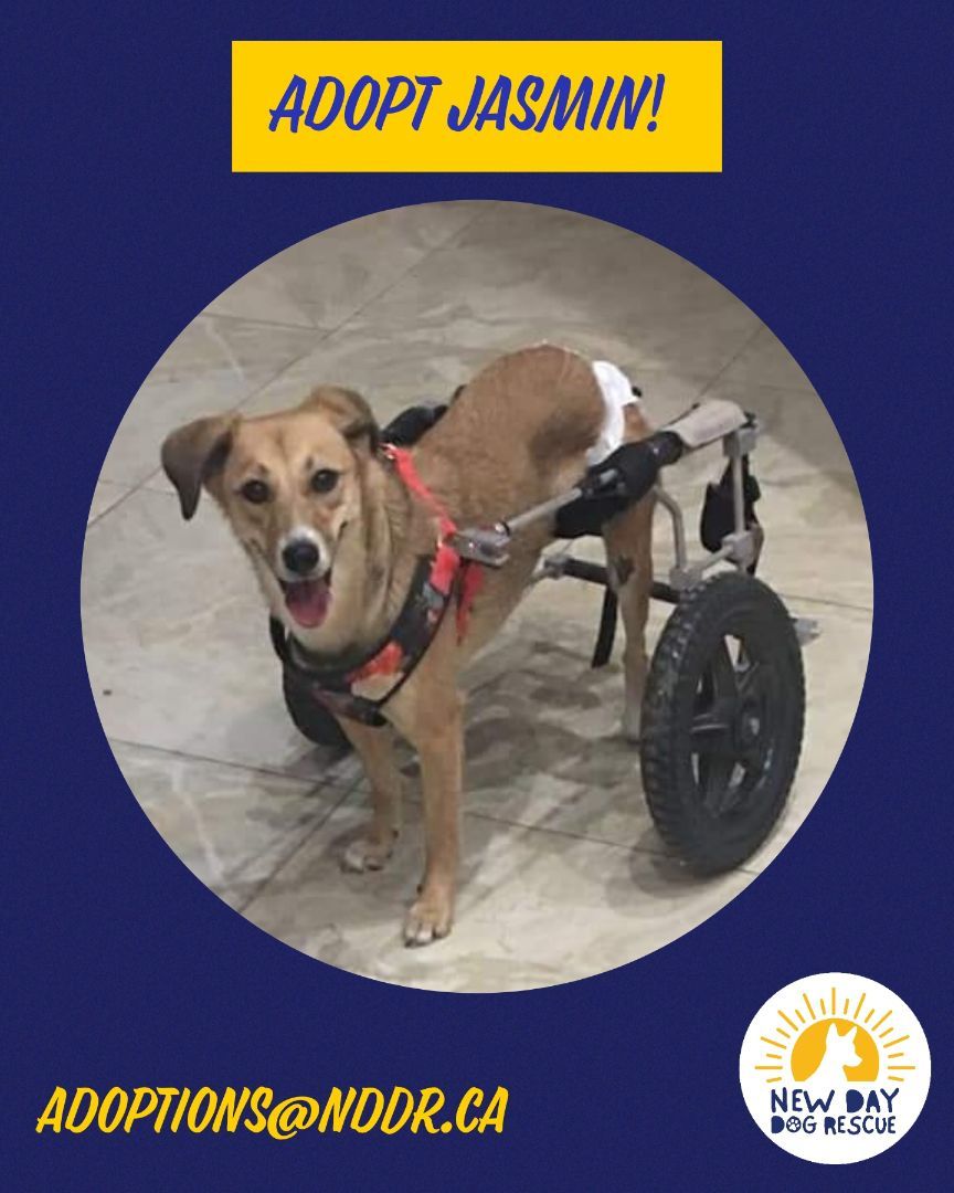 Enlarge Jasmine, a Adopted Labrador Retriever in Kingston, ON image 1/6