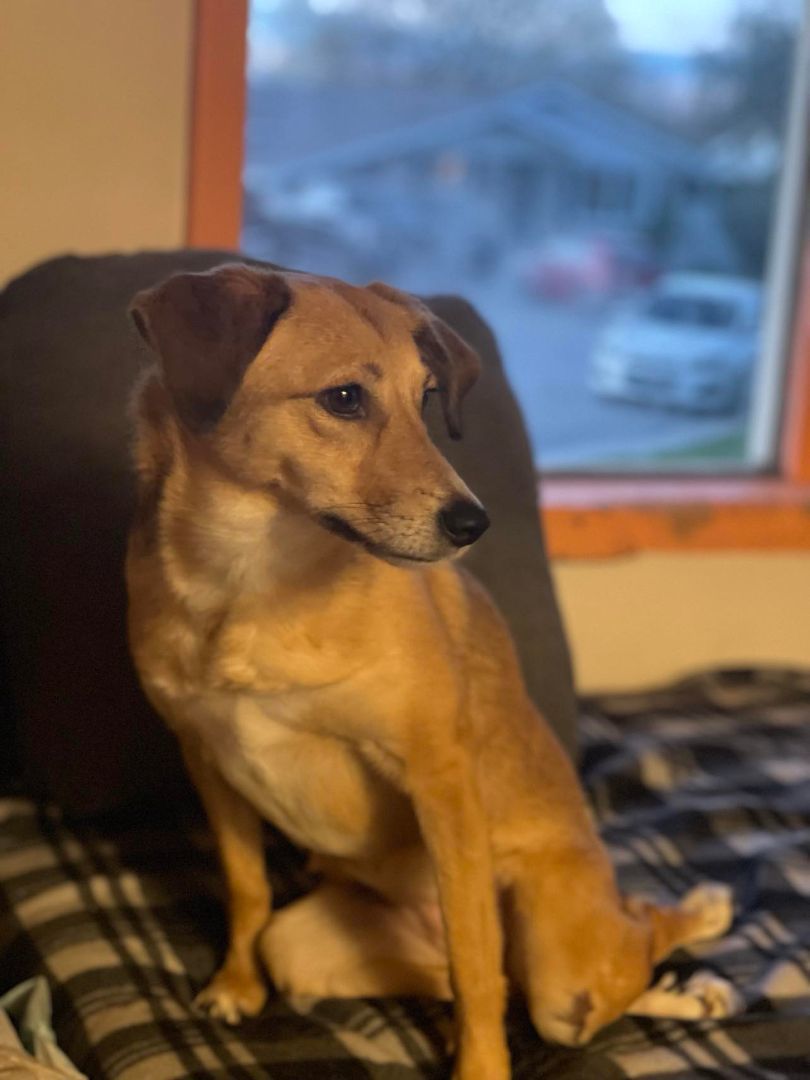 Enlarge Jasmine, a Adopted Labrador Retriever in Kingston, ON image 2/6