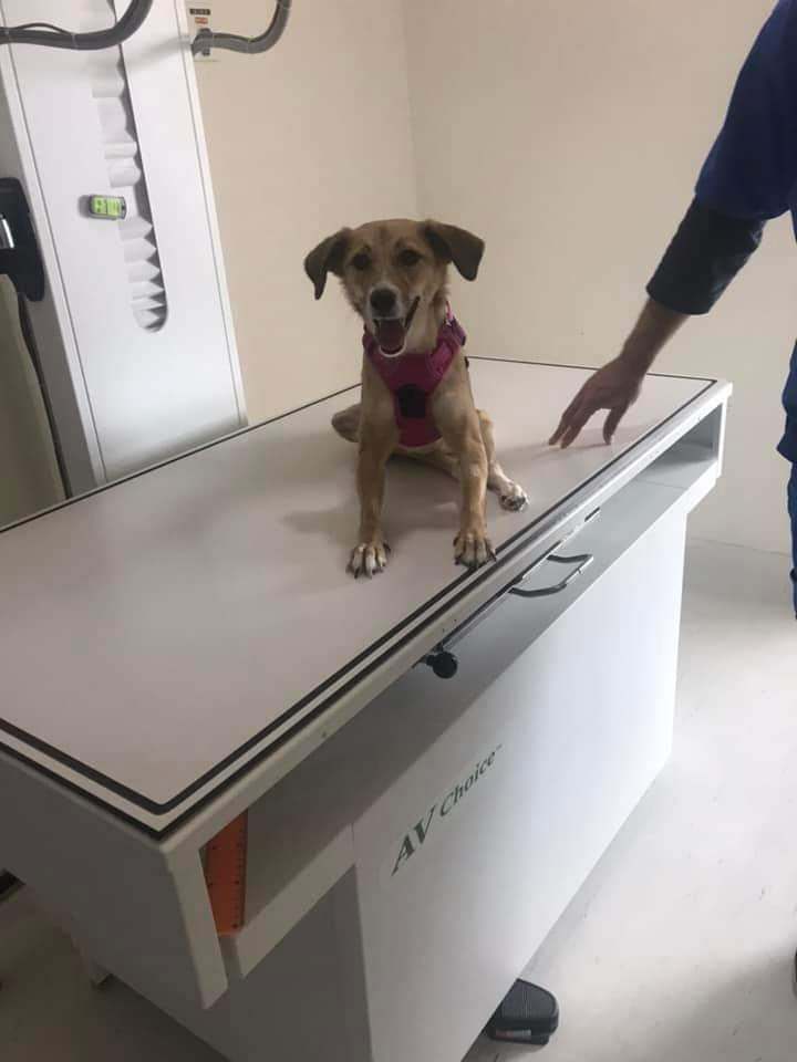 Enlarge Jasmine, a Adopted Labrador Retriever in Kingston, ON image 3/6