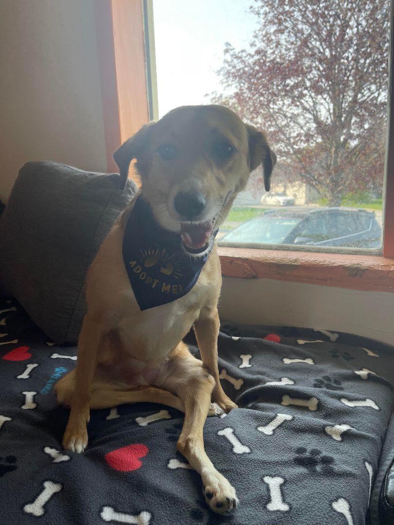 Enlarge Jasmine, a Adopted Labrador Retriever in Kingston, ON image 4/6