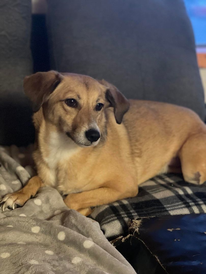 Enlarge Jasmine, a Adopted Labrador Retriever in Kingston, ON image 5/6