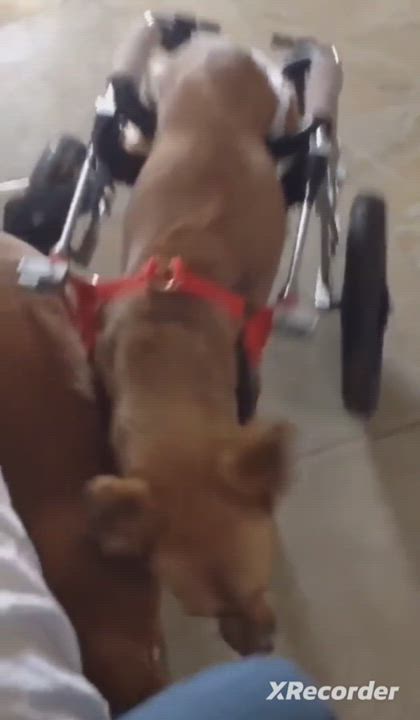 Enlarge Jasmine, a Adopted Labrador Retriever in Kingston, ON video 6/6