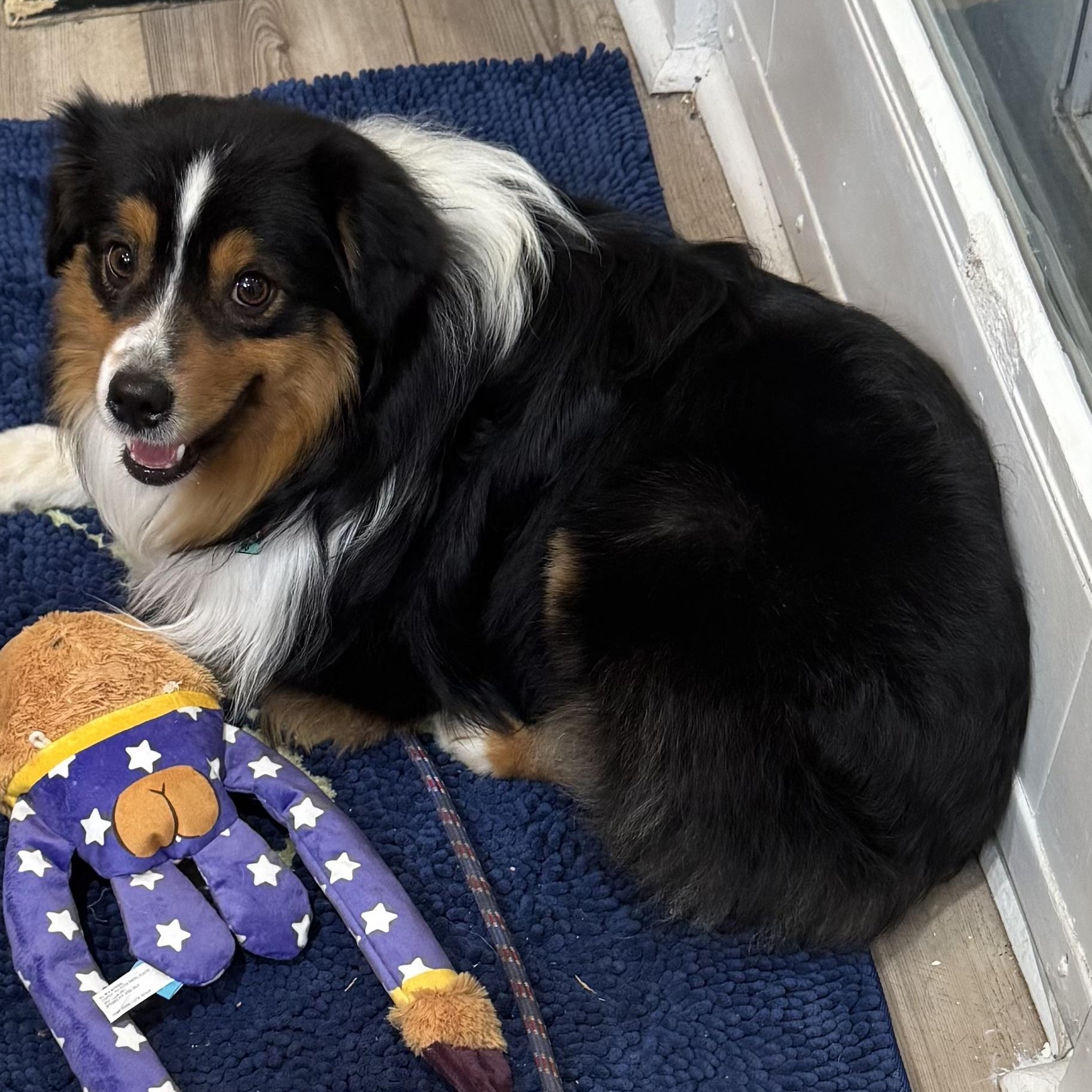 Enlarge Micky, a ADOPTABLE Australian Shepherd in Louisburg, KS image 5/5