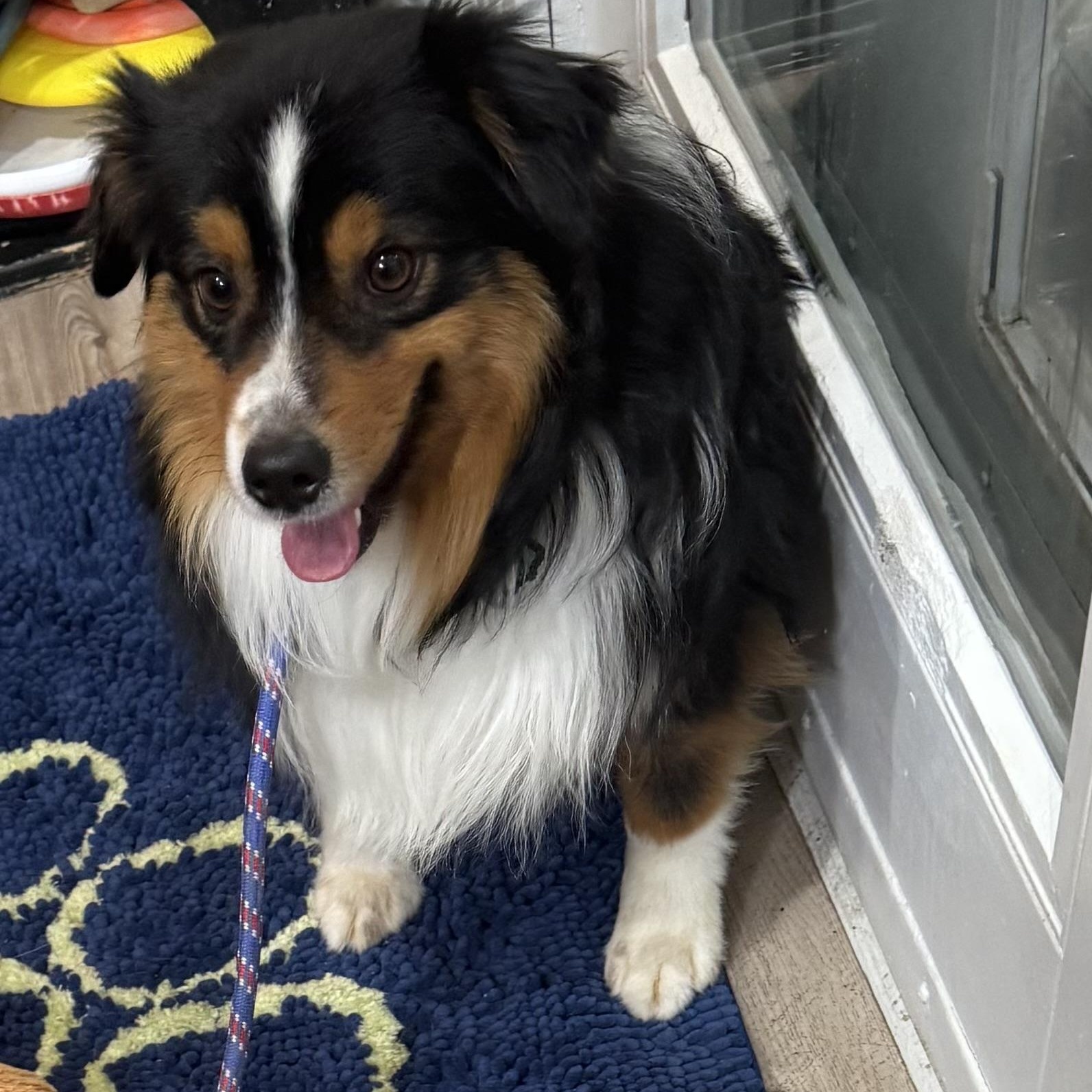 Enlarge Micky, a ADOPTABLE Australian Shepherd in Louisburg, KS image 1/5