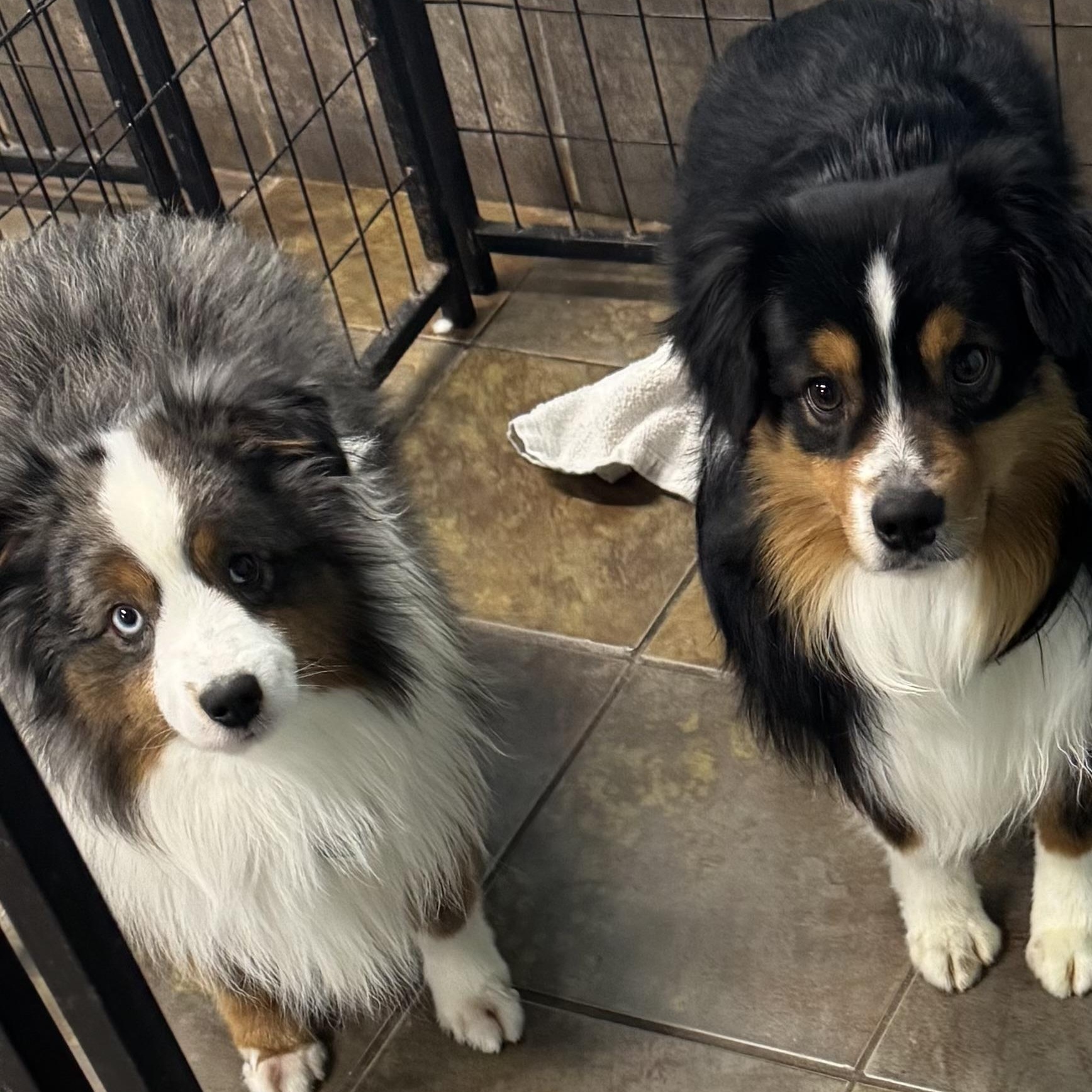 Enlarge Micky, a ADOPTABLE Australian Shepherd in Louisburg, KS image 4/5