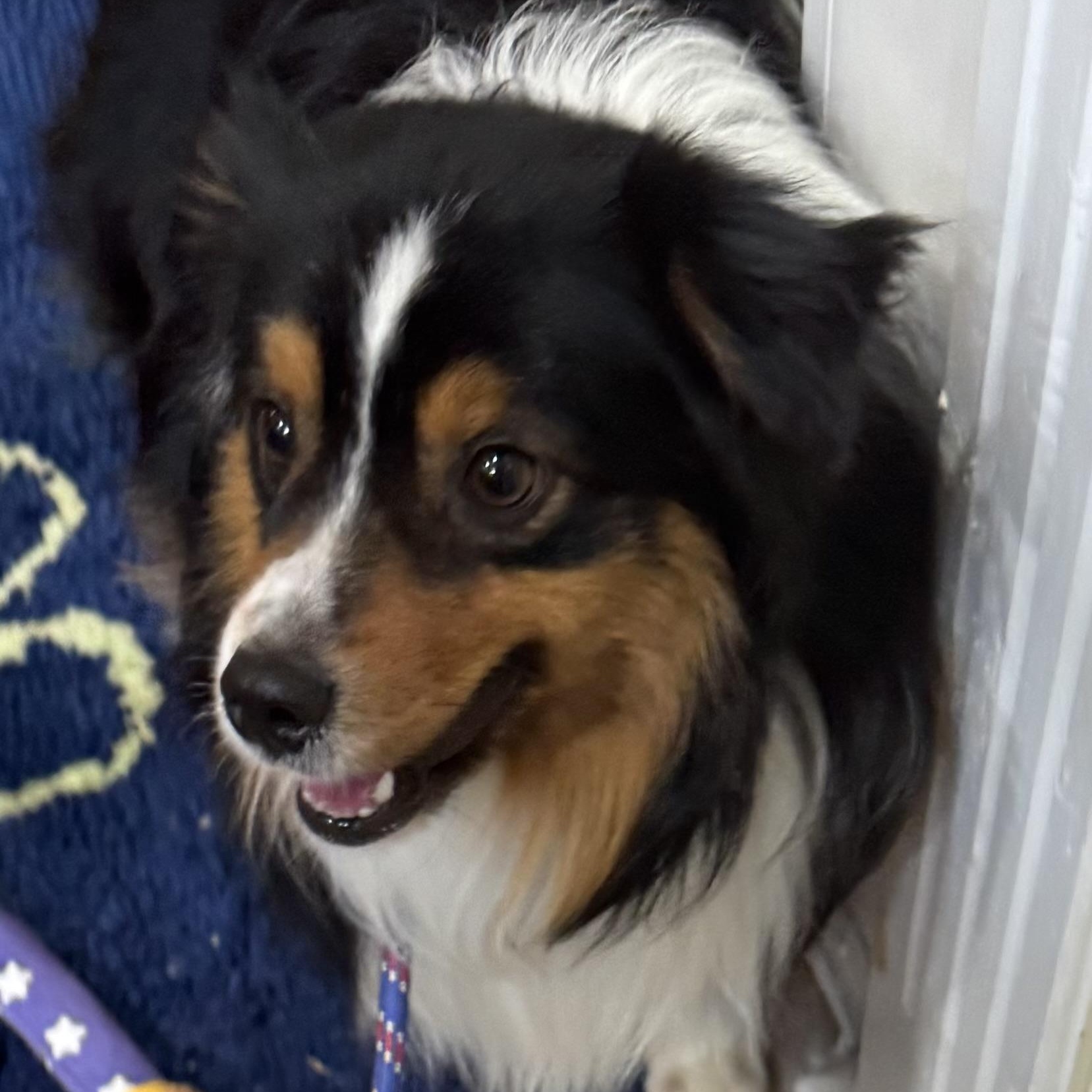 Enlarge Micky, a ADOPTABLE Australian Shepherd in Louisburg, KS image 3/5
