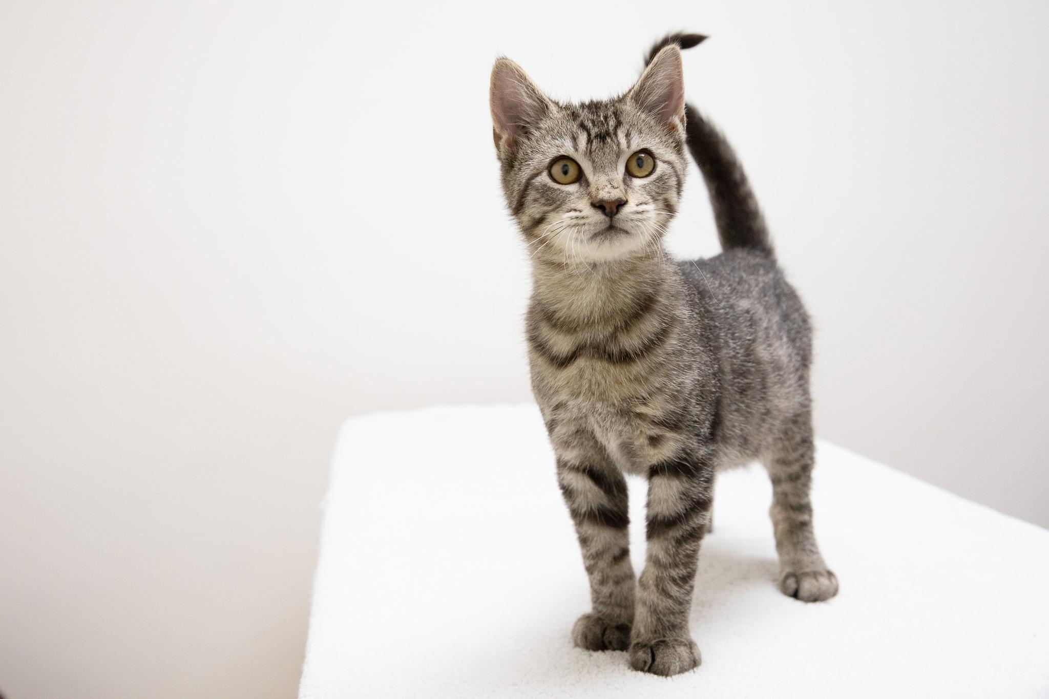 Enlarge Button, an adopted Domestic Short Hair in Montclair, NJ image 4/6