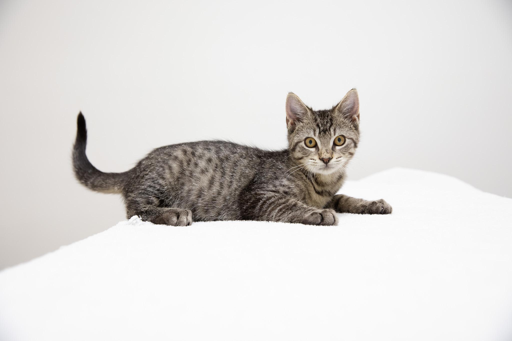 Button, adopted, Kitten Male Domestic Short Hair.