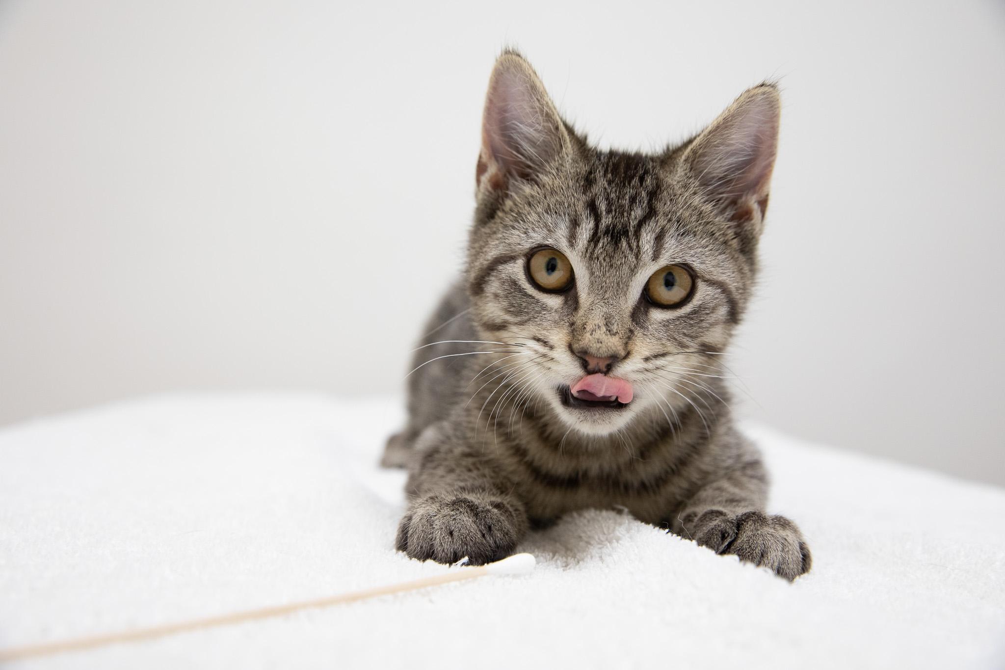 Enlarge Button, an adopted Domestic Short Hair in Montclair, NJ image 6/6