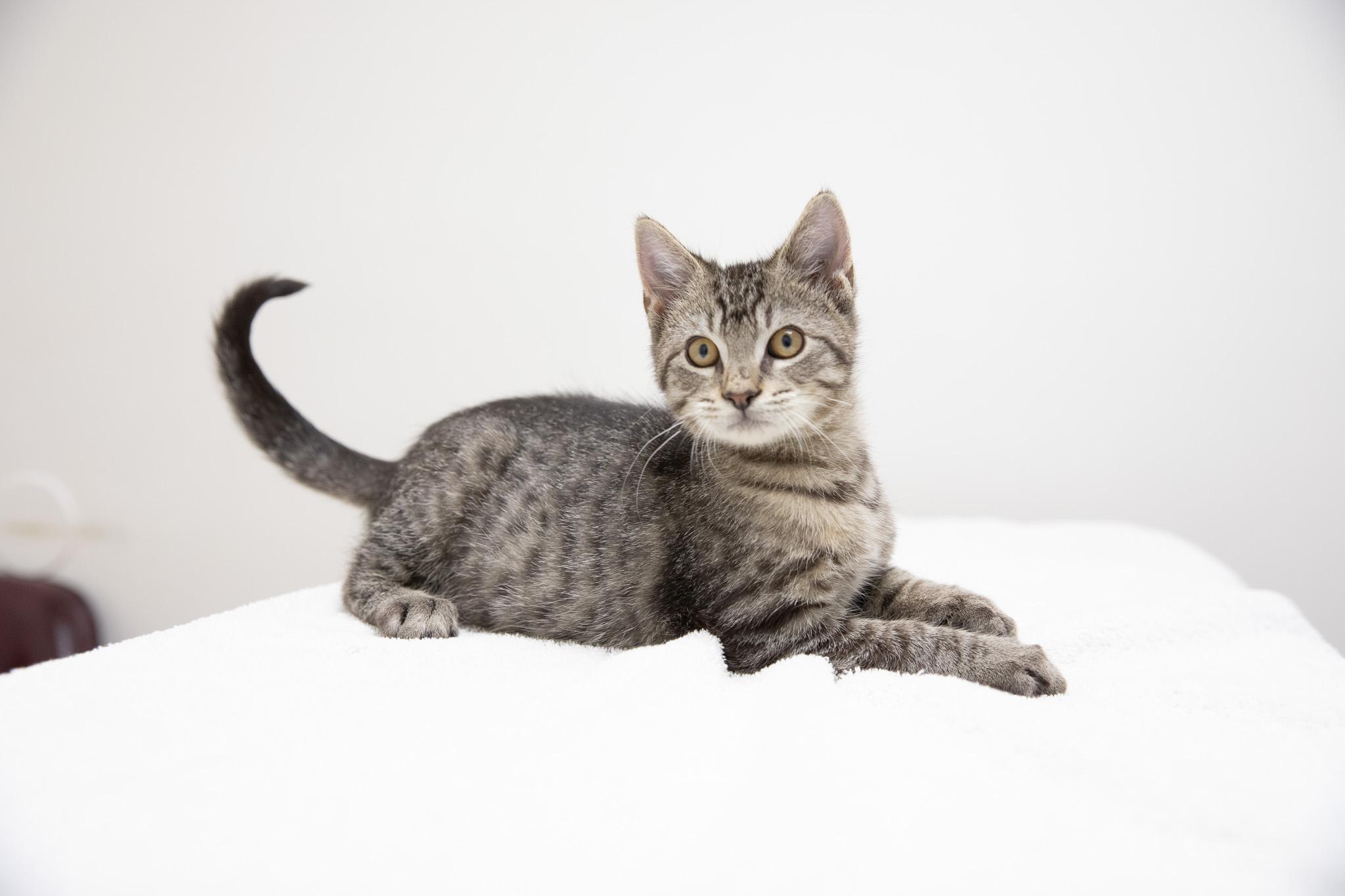 Enlarge Button, an adopted Domestic Short Hair in Montclair, NJ image 5/6