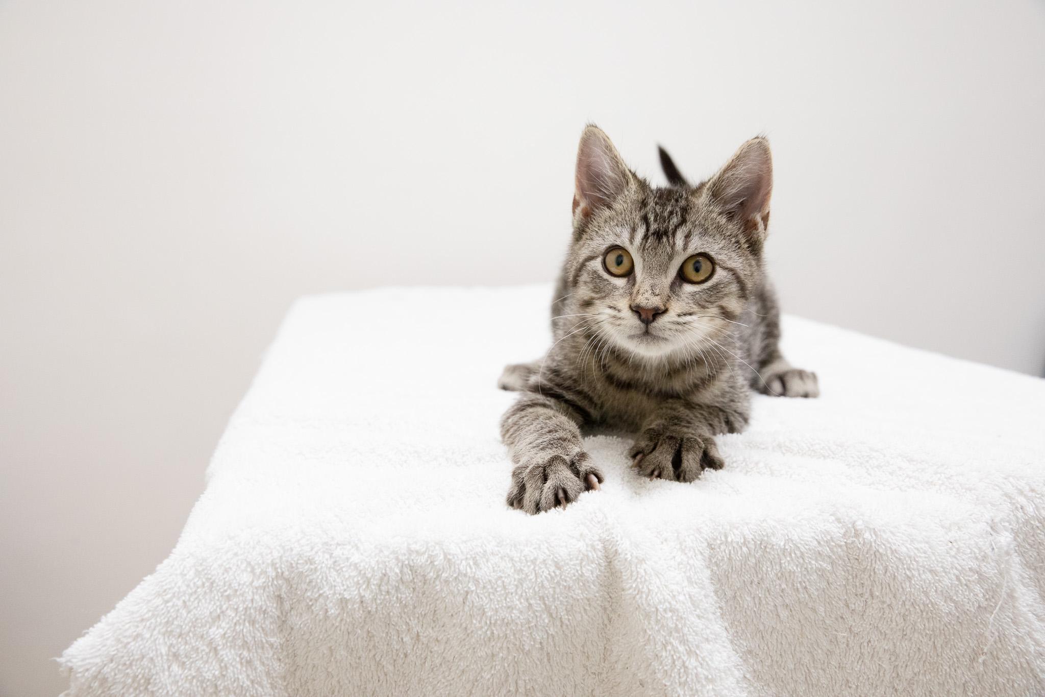 Enlarge Button, an adopted Domestic Short Hair in Montclair, NJ image 3/6