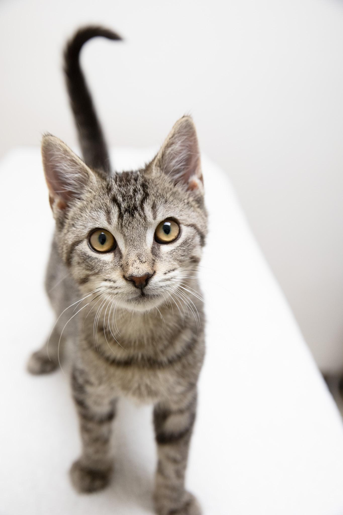 Enlarge Button, an adopted Domestic Short Hair in Montclair, NJ image 2/6