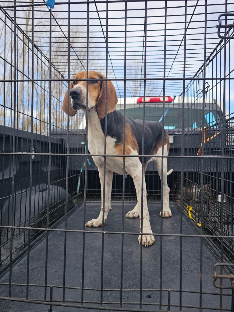 Enlarge Dixie, a Adoptable Coonhound in Lafayette, TN image 1/1