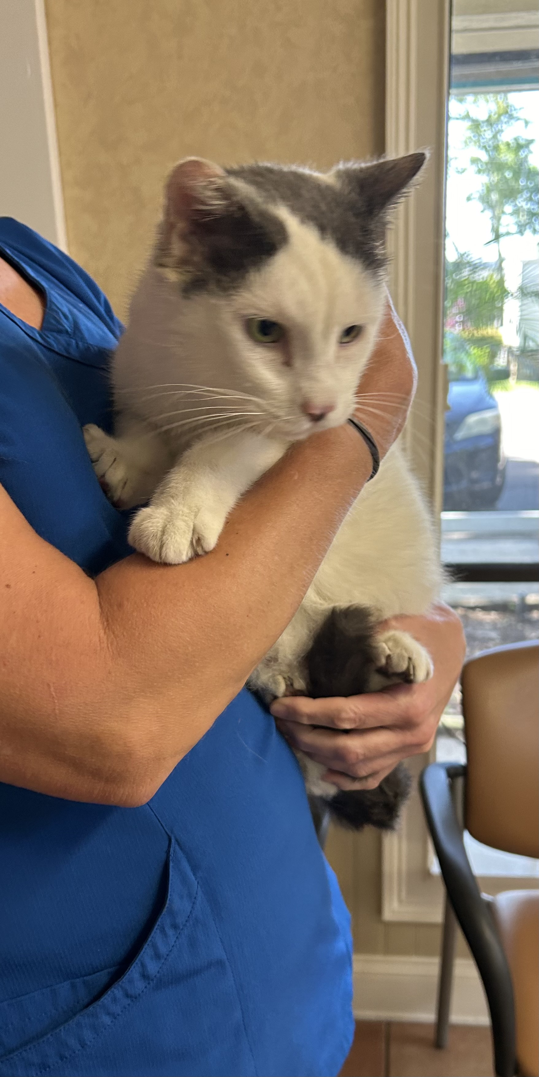 Enlarge Elvis, a Adoptable American Shorthair in South Daytona, FL image 2/5