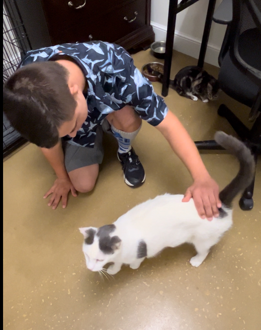 Enlarge Elvis, a Adoptable American Shorthair in South Daytona, FL image 3/5