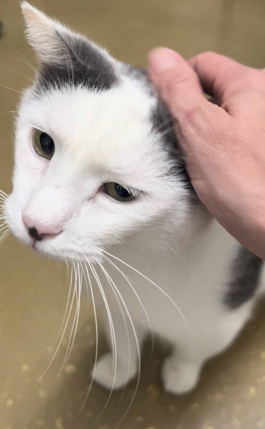 Enlarge Elvis, a Adoptable American Shorthair in South Daytona, FL image 1/5