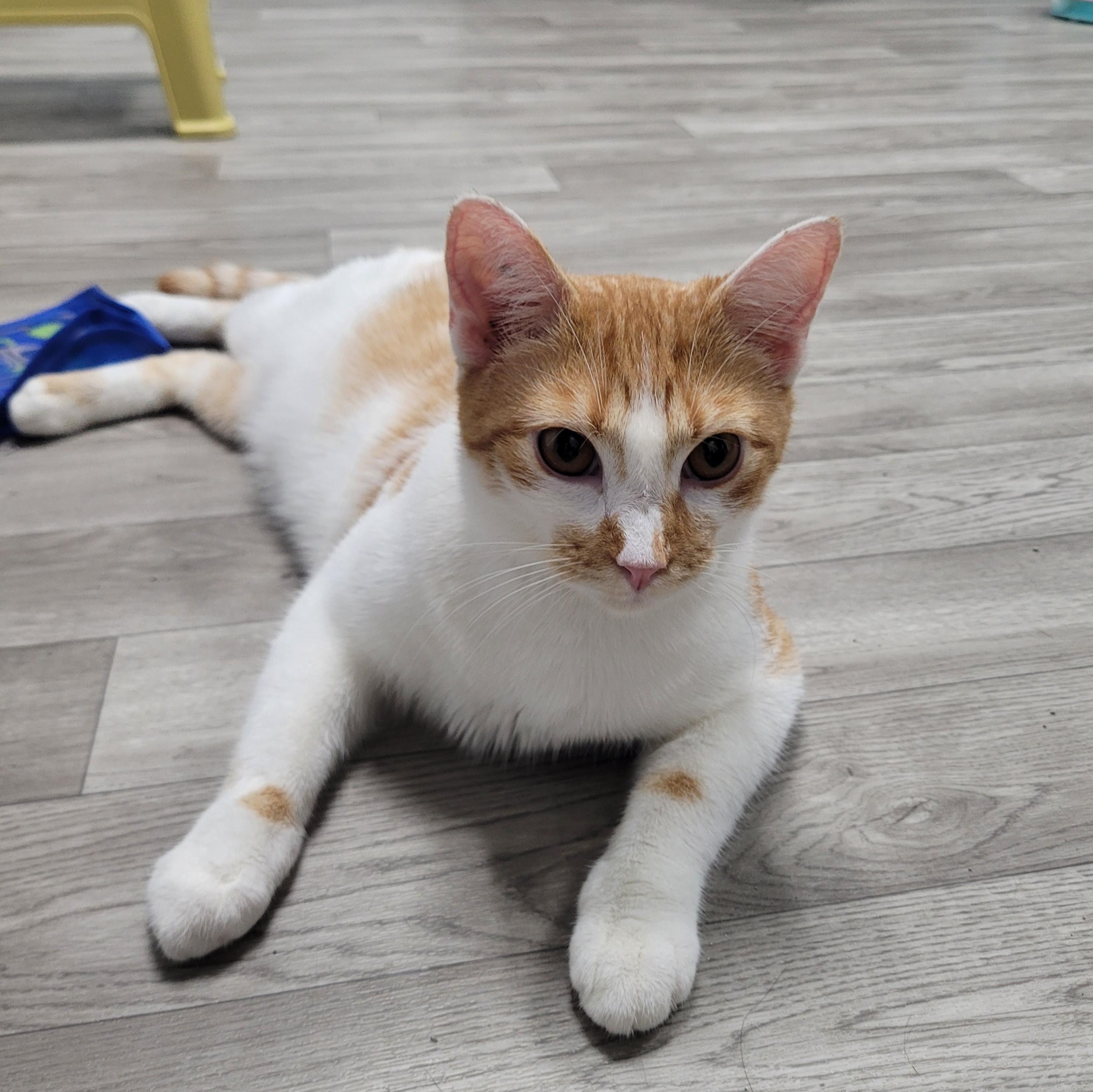 Butternut, Adopted, Young Male Domestic Short Hair & Tabby.