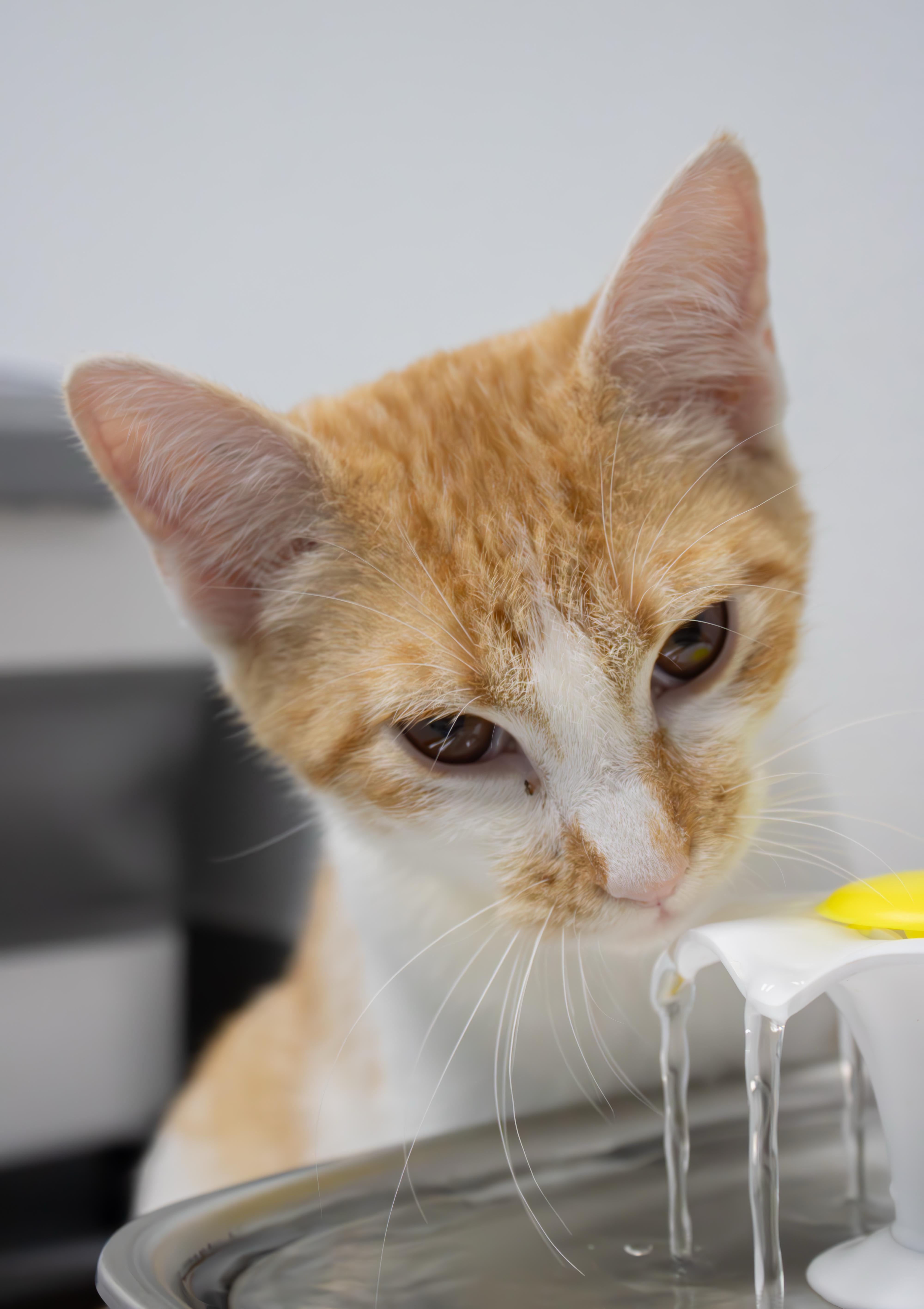 Enlarge Butternut, a Adopted mixed breed in Morganton, NC image 4/4