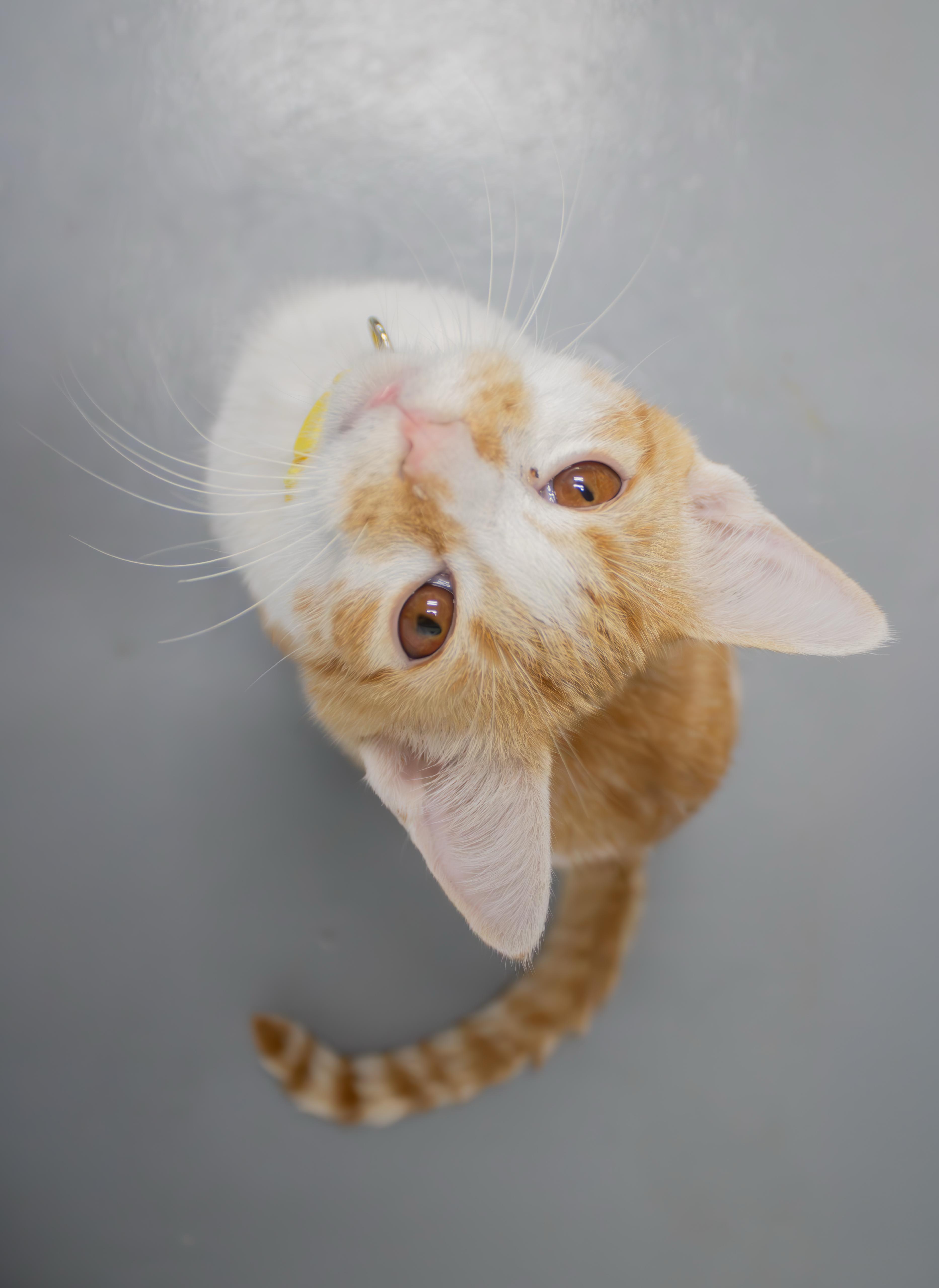 Enlarge Butternut, a Adopted mixed breed in Morganton, NC image 2/4