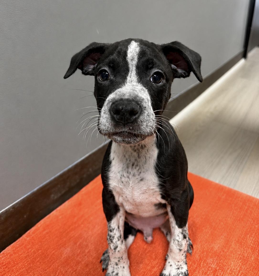 Enlarge McDreamy, a ADOPTABLE Mixed Breed in MYRTLE BEACH, SC image 1/1