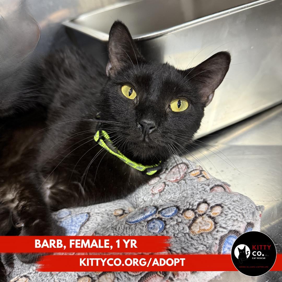 Barb, Adoptable, Young Female Domestic Short Hair.